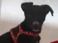 Bela