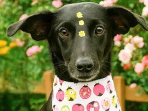 Cachorro raça SRD-ViraLata idade 1 ano nome Amora