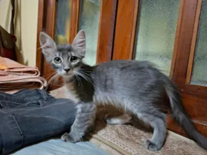 Gato raça SRD-ViraLata idade 2 a 6 meses nome Kristal