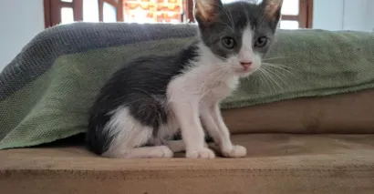 Gato raça SRD-ViraLata idade 2 a 6 meses nome Grey