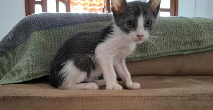 Gato ra a SRD-ViraLata idade 2 a 6 meses nome Grey