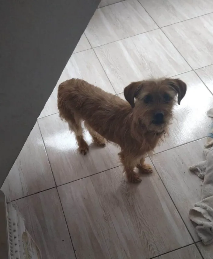 Cachorro ra a SRD-ViraLata idade 2 a 6 meses nome Falar com Vanessa - Whats 11 97569-6417