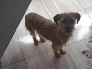 Cachorro raça SRD-ViraLata idade 2 a 6 meses nome Falar com Vanessa - Whats 11 97569-6417