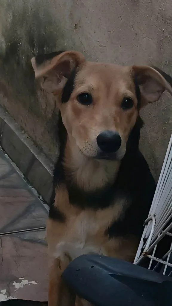 Cachorro ra a SRD-ViraLata idade 2 a 6 meses nome  Falar com Mariana - Whats 11 97312-9678