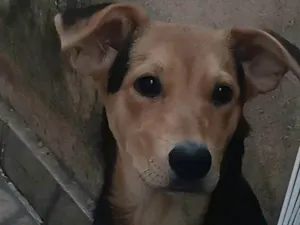 Cachorro raça SRD-ViraLata idade 2 a 6 meses nome  Falar com Mariana - Whats 11 97312-9678