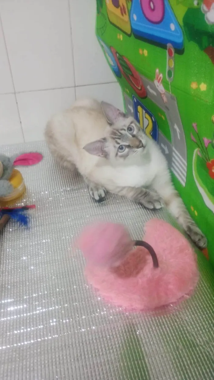 Gato ra a SRD-ViraLata idade 2 a 6 meses nome Lipe