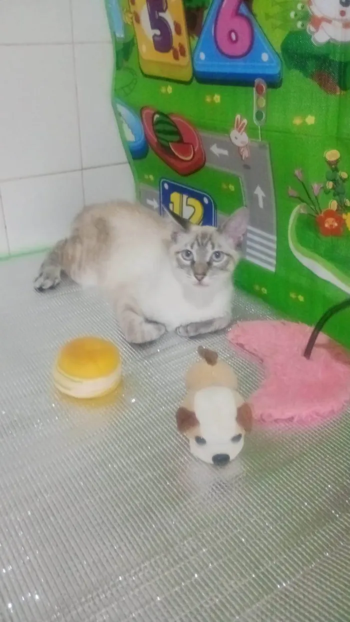 Gato ra a SRD-ViraLata idade 2 a 6 meses nome Lipe