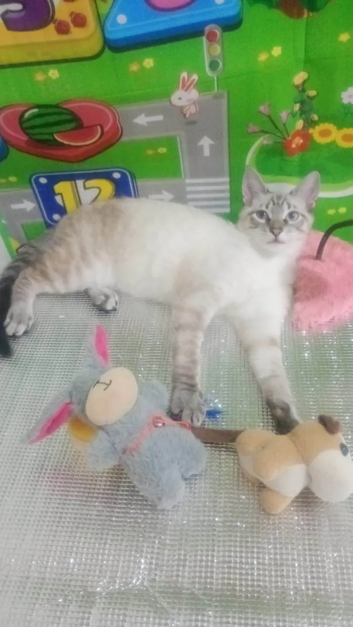 Gato ra a SRD-ViraLata idade 2 a 6 meses nome Lipe