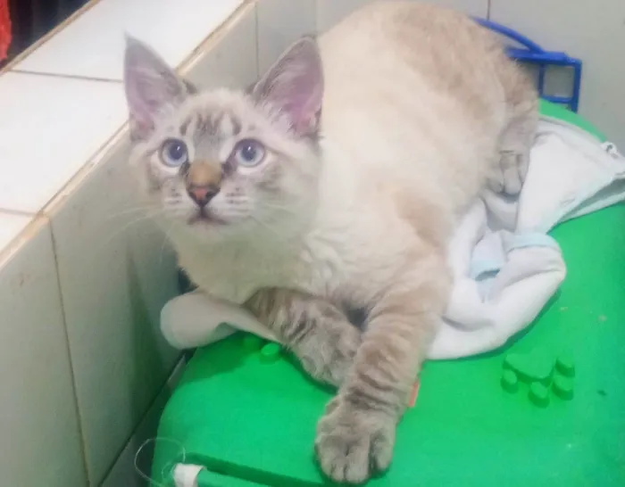 Gato ra a SRD-ViraLata idade 2 a 6 meses nome Lipe