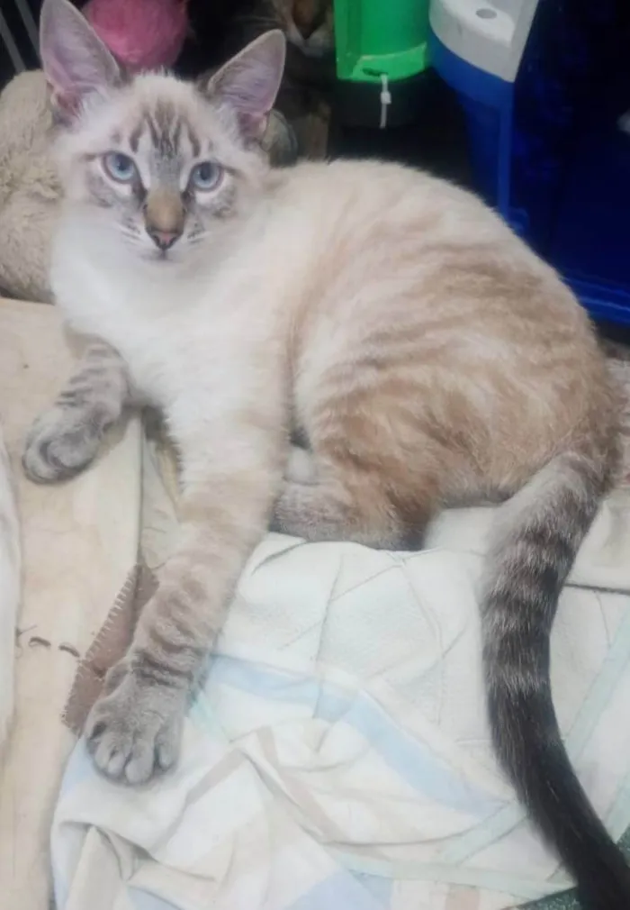 Gato ra a SRD-ViraLata idade 2 a 6 meses nome Lipe