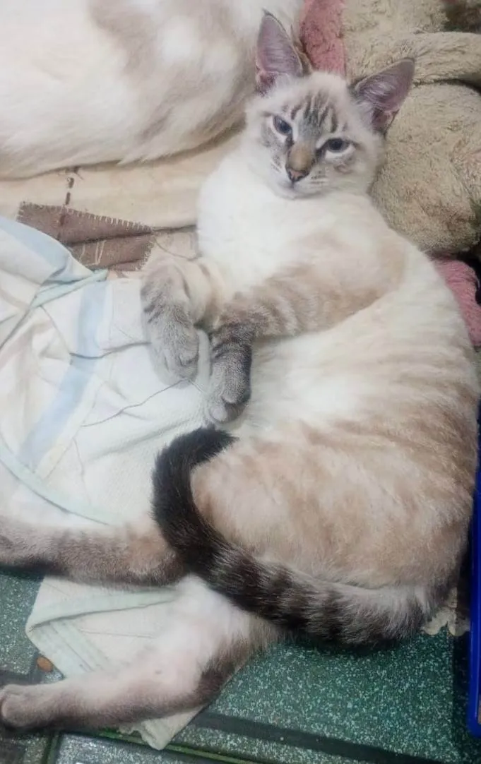 Gato ra a SRD-ViraLata idade 2 a 6 meses nome Lipe