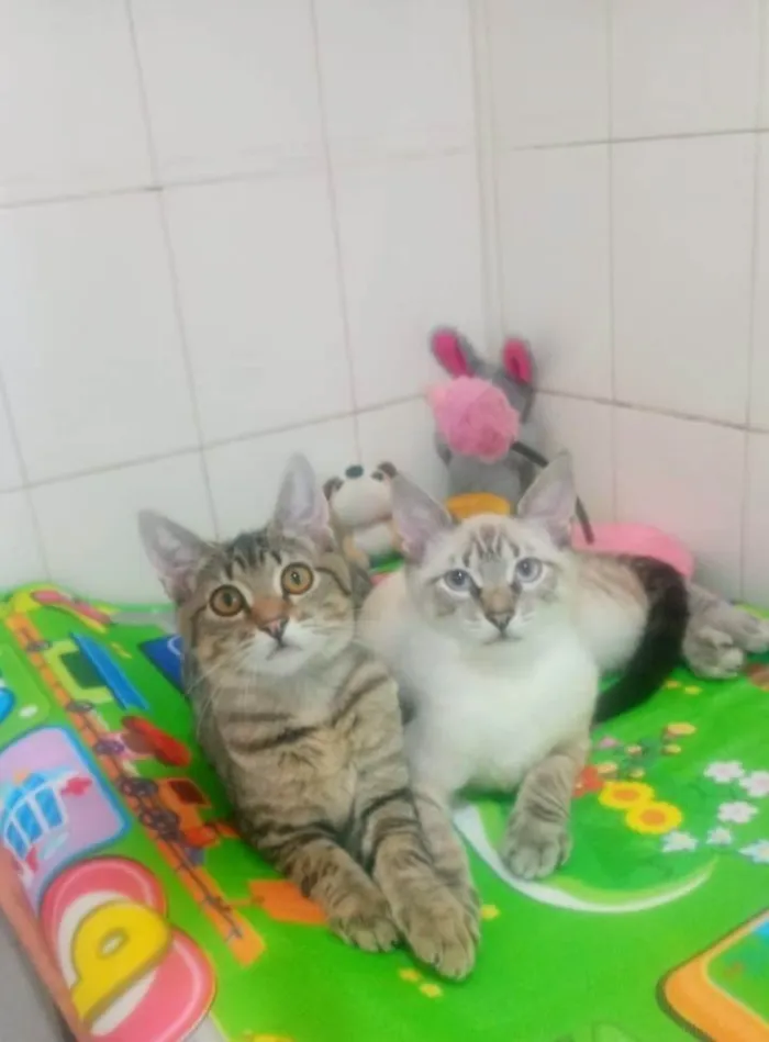 Gato ra a SRD-ViraLata idade 2 a 6 meses nome Lipe
