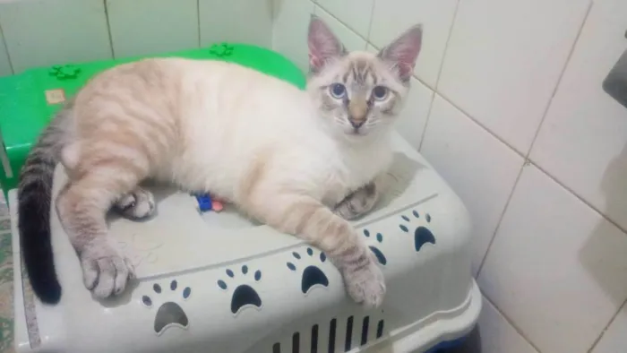 Gato ra a SRD-ViraLata idade 2 a 6 meses nome Lipe