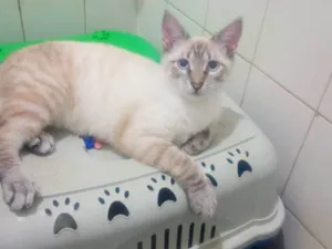 Gato raça SRD-ViraLata idade 2 a 6 meses nome Lipe