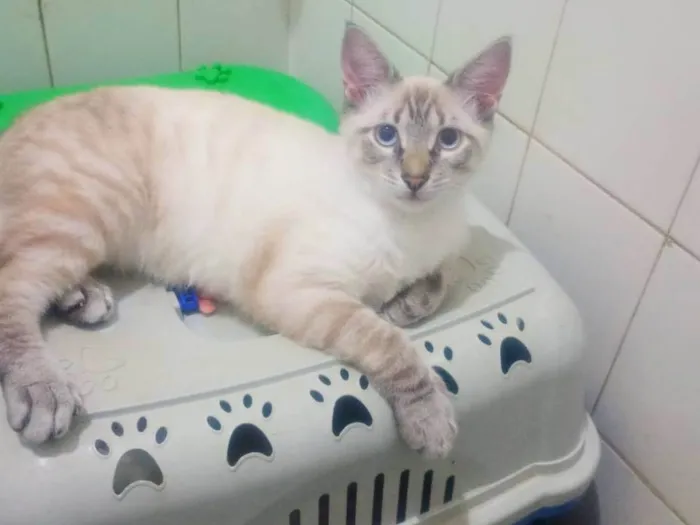Gato ra a SRD-ViraLata idade 2 a 6 meses nome Lipe