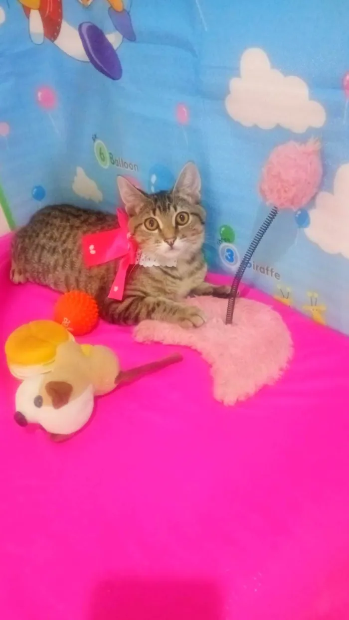 Gato ra a SRD-ViraLata idade 2 a 6 meses nome Jade