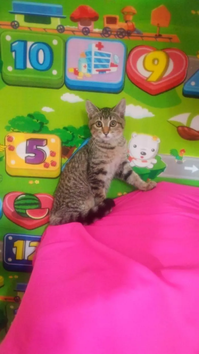 Gato ra a SRD-ViraLata idade 2 a 6 meses nome Jade