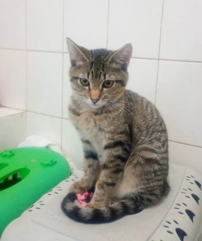 Gato ra a SRD-ViraLata idade 2 a 6 meses nome Jade