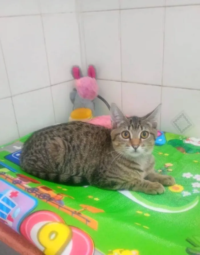 Gato ra a SRD-ViraLata idade 2 a 6 meses nome Jade