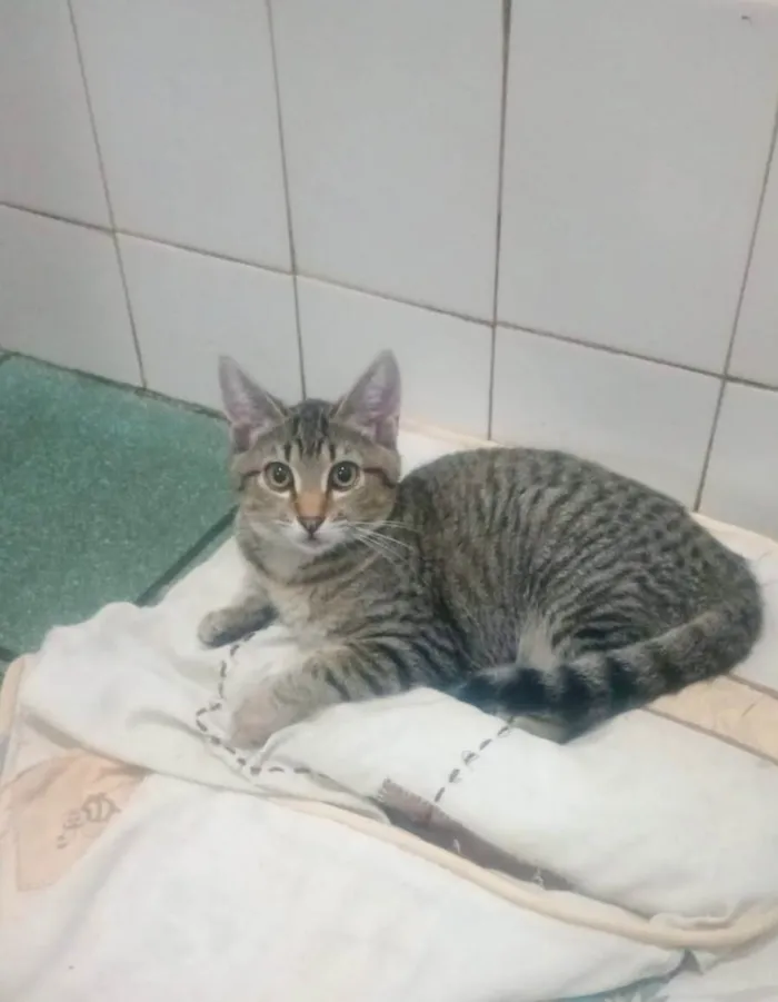 Gato ra a SRD-ViraLata idade 2 a 6 meses nome Jade