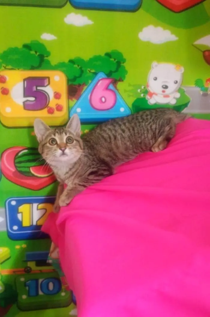 Gato ra a SRD-ViraLata idade 2 a 6 meses nome Jade