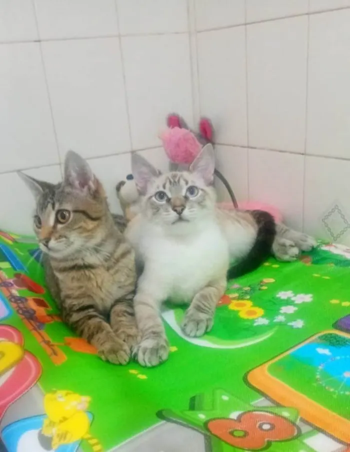 Gato ra a SRD-ViraLata idade 2 a 6 meses nome Jade