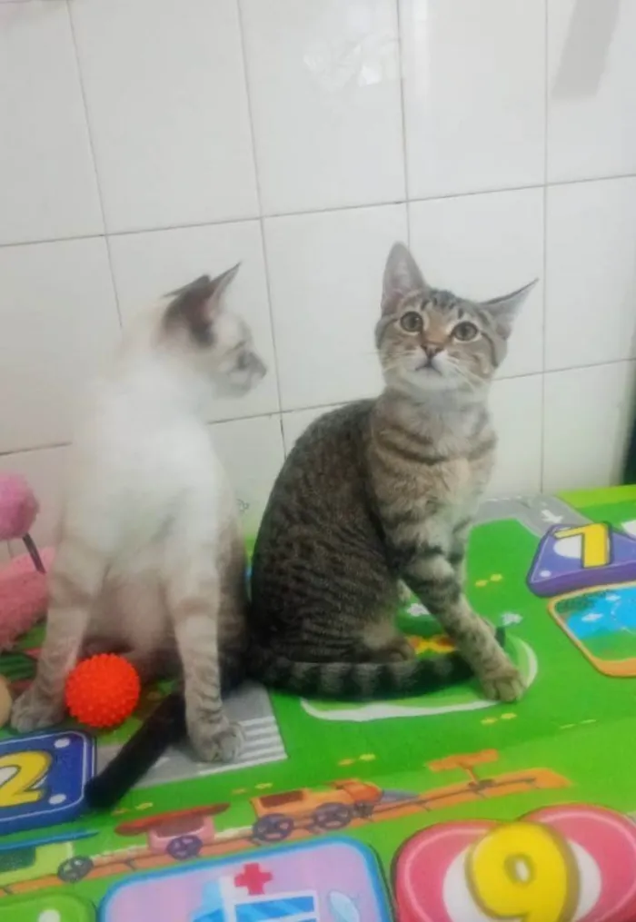 Gato ra a SRD-ViraLata idade 2 a 6 meses nome Jade
