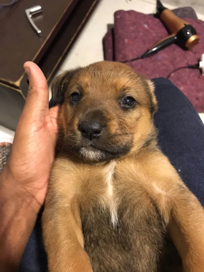 Cachorro ra a SRD-ViraLata idade 2 a 6 meses nome Luffy e Pandora 