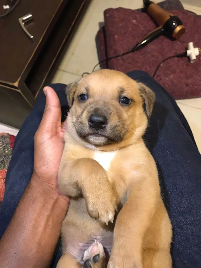 Cachorro ra a SRD-ViraLata idade 2 a 6 meses nome Luffy e Pandora 