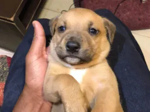 Cachorro raça SRD-ViraLata idade 2 a 6 meses nome Luffy e Pandora 