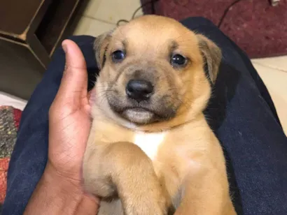 Cachorro raça SRD-ViraLata idade 2 a 6 meses nome Luffy e Pandora 