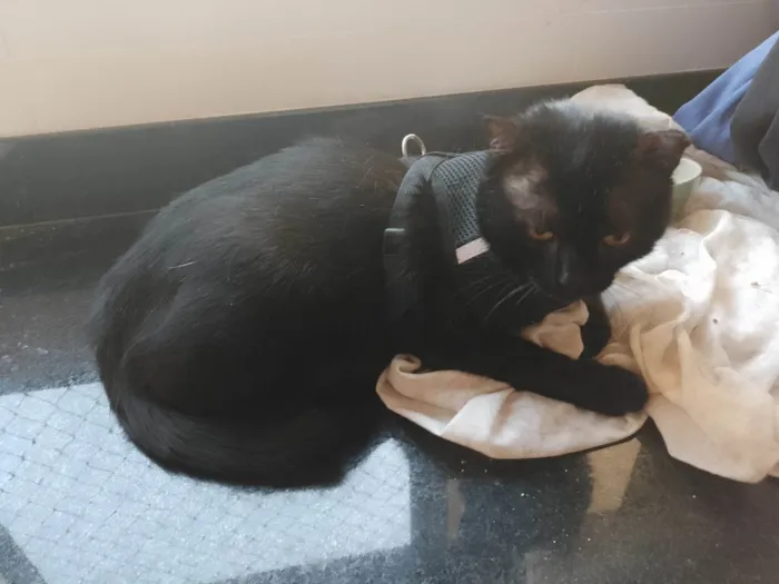 Gato ra a SRD-ViraLata idade 4 anos nome Pedrinho 