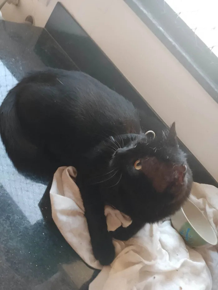 Gato ra a SRD-ViraLata idade 4 anos nome Pedrinho 