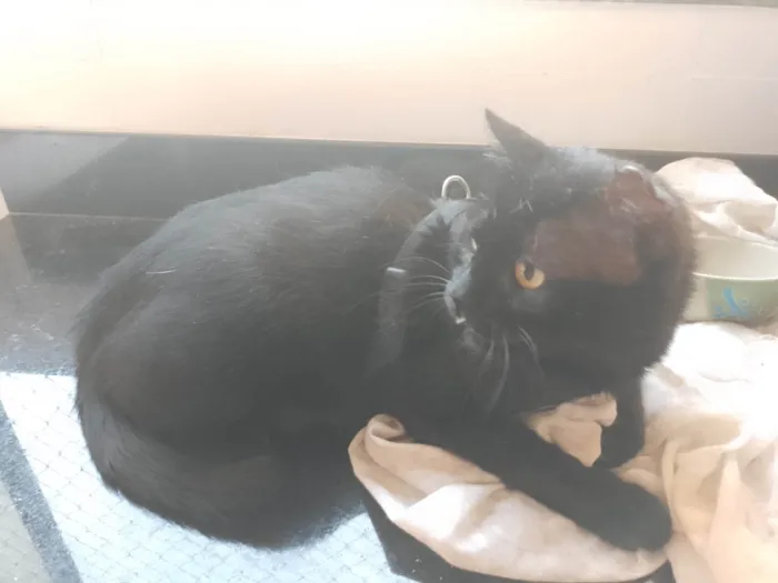 Gato ra a SRD-ViraLata idade 4 anos nome Pedrinho 