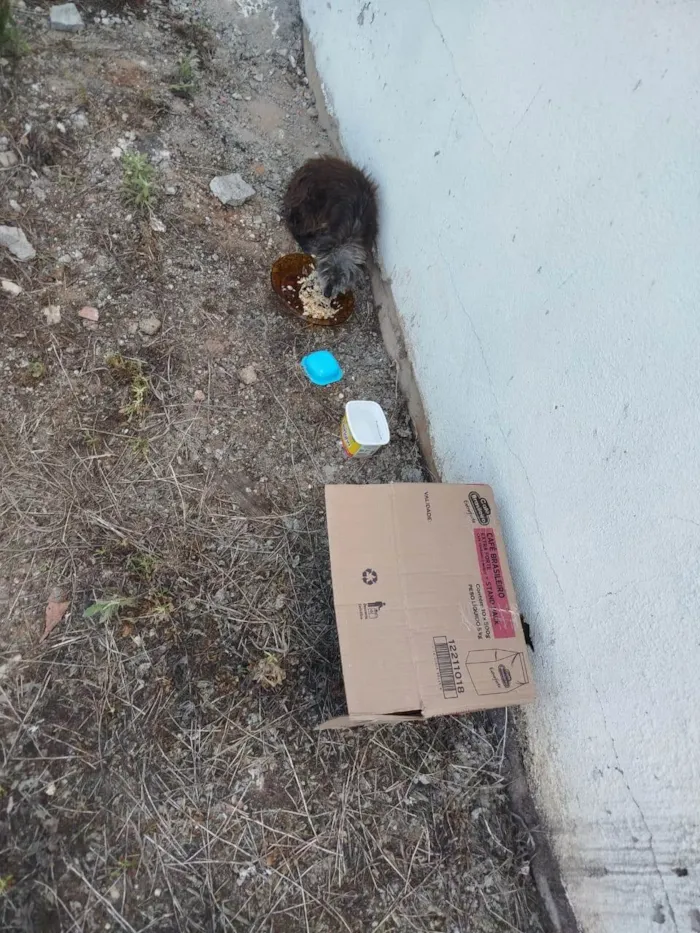 Cachorro ra a SRD-ViraLata idade 2 anos nome Sem nome