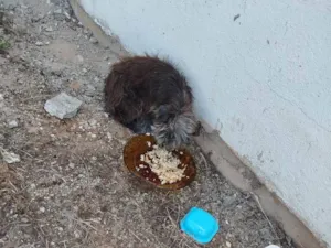 Cachorro raça SRD-ViraLata idade 2 anos nome Sem nome
