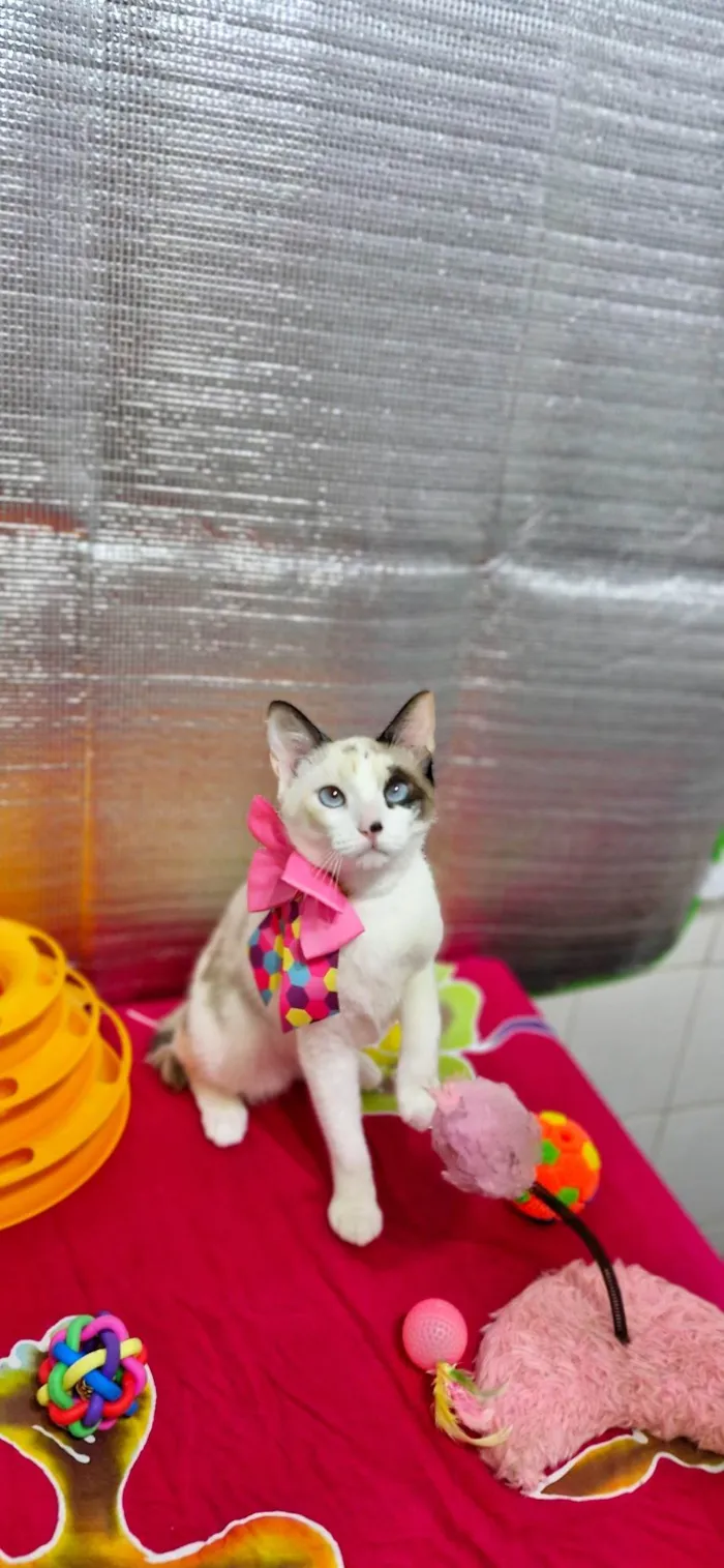 Gato ra a SRD-ViraLata idade 2 a 6 meses nome Nina