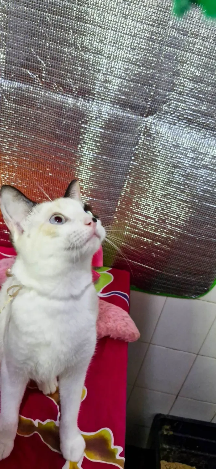 Gato ra a SRD-ViraLata idade 2 a 6 meses nome Nina
