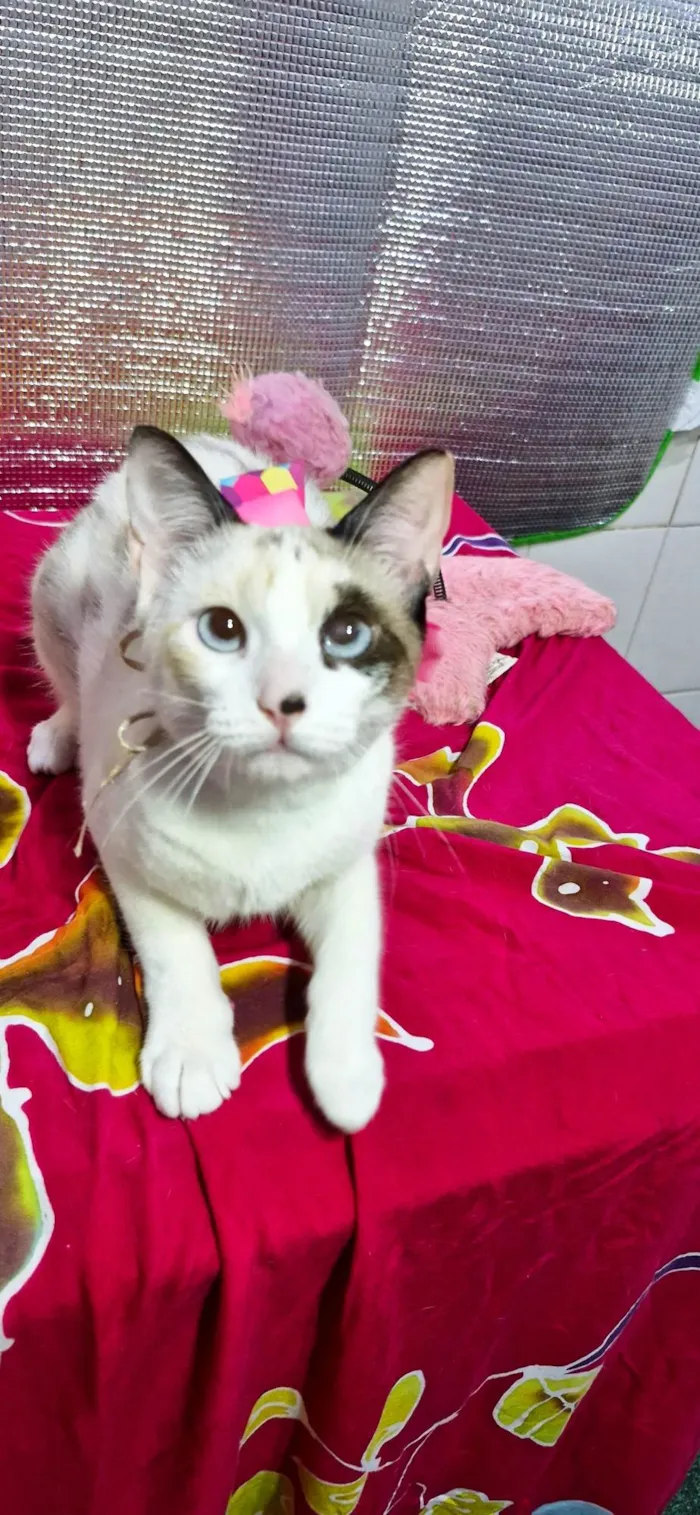 Gato ra a SRD-ViraLata idade 2 a 6 meses nome Nina