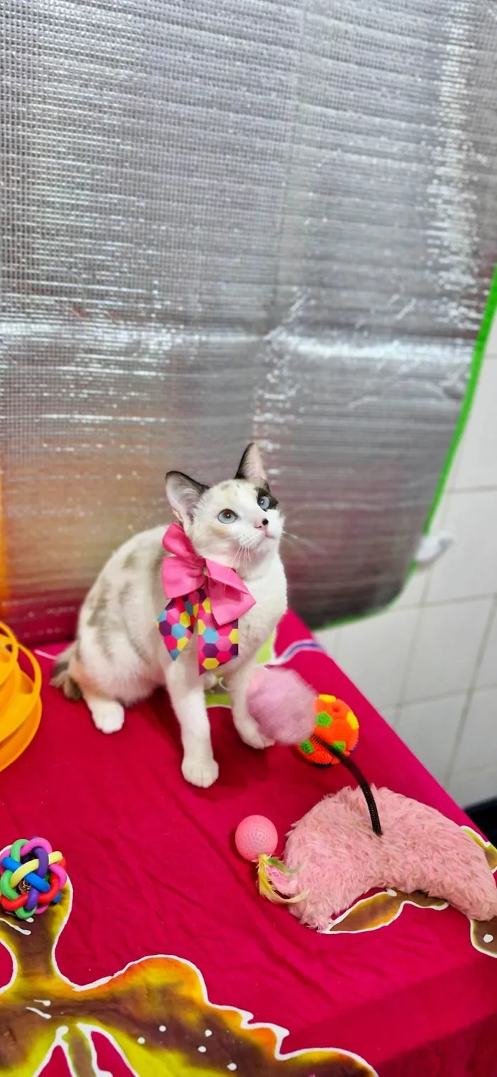 Gato ra a SRD-ViraLata idade 2 a 6 meses nome Nina