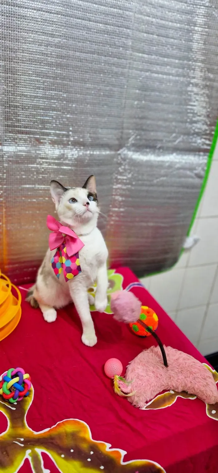 Gato ra a SRD-ViraLata idade 2 a 6 meses nome Nina