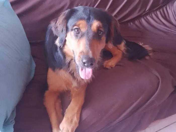 Cachorro ra a SRD-ViraLata idade 7 a 11 meses nome Spike
