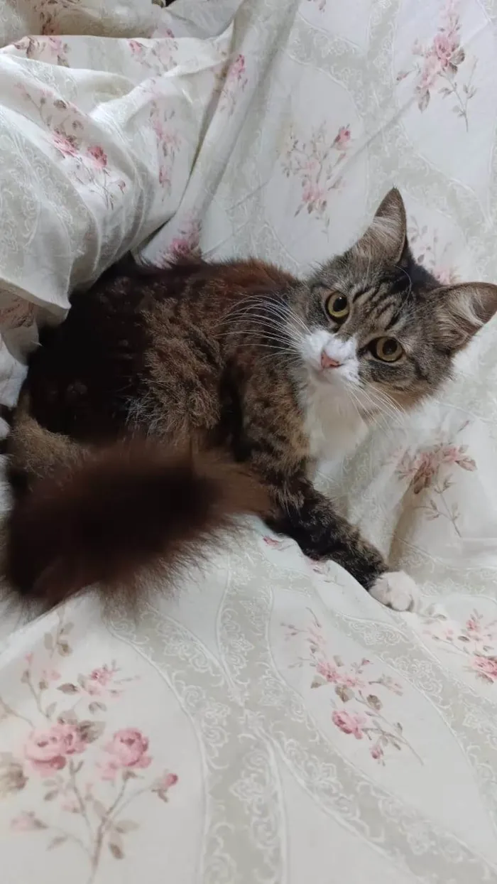 Gato ra a SRD-ViraLata idade 3 anos nome Larissa