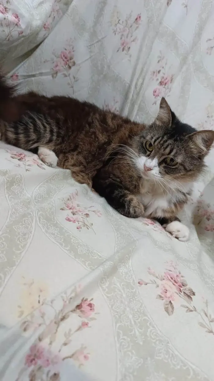 Gato ra a SRD-ViraLata idade 3 anos nome Larissa