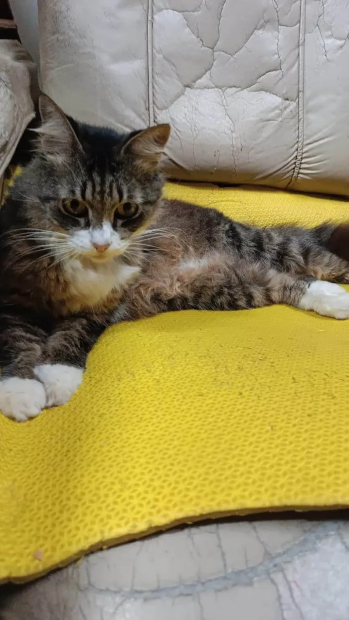 Gato ra a SRD-ViraLata idade 3 anos nome Larissa