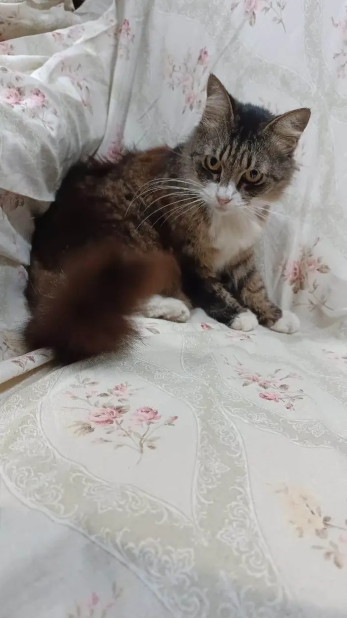 Gato ra a SRD-ViraLata idade 3 anos nome Larissa