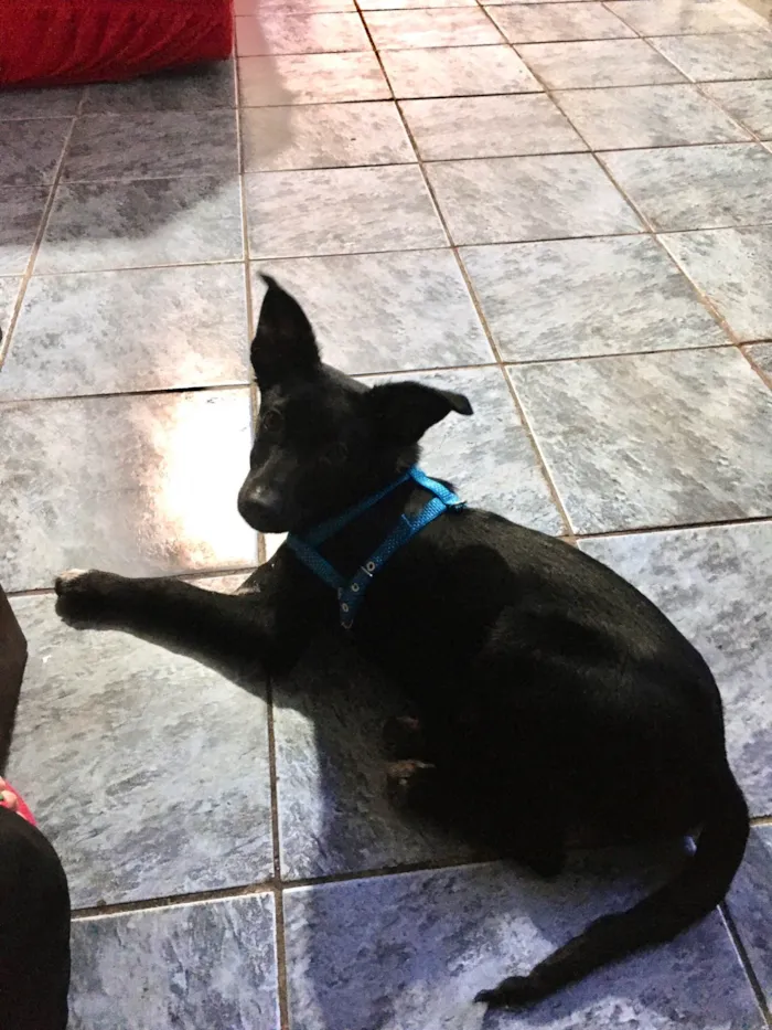 Cachorro ra a SRD-ViraLata idade 1 ano nome Toddy