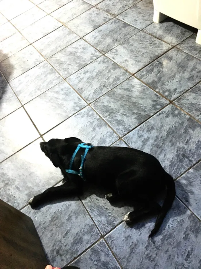 Cachorro ra a SRD-ViraLata idade 1 ano nome Toddy