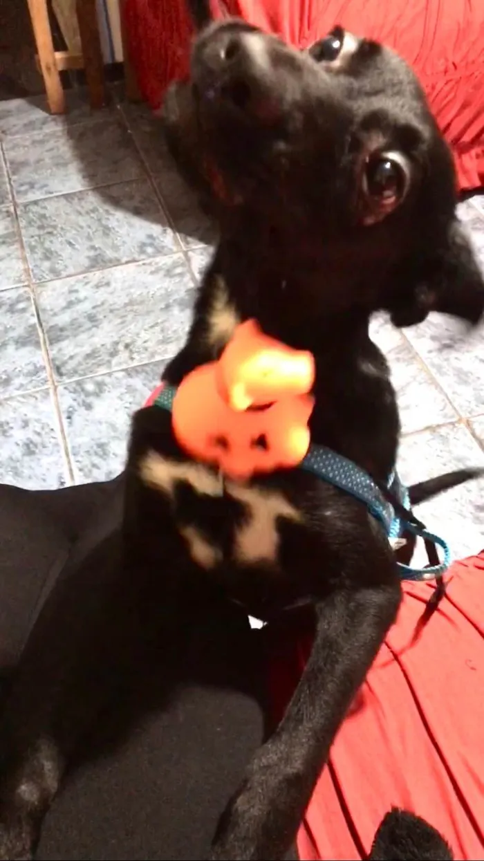 Cachorro ra a SRD-ViraLata idade 1 ano nome Toddy