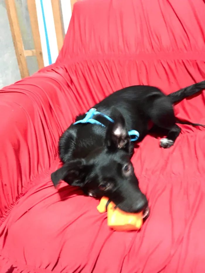 Cachorro ra a SRD-ViraLata idade 1 ano nome Toddy